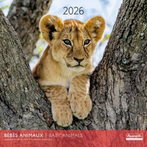 Calendario 2026 24177
