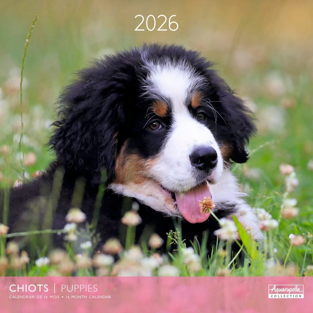 Calendario 2026 24184