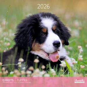 Calendario 2026 24184